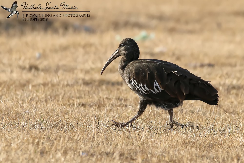 Wattled Ibis - ML204929211