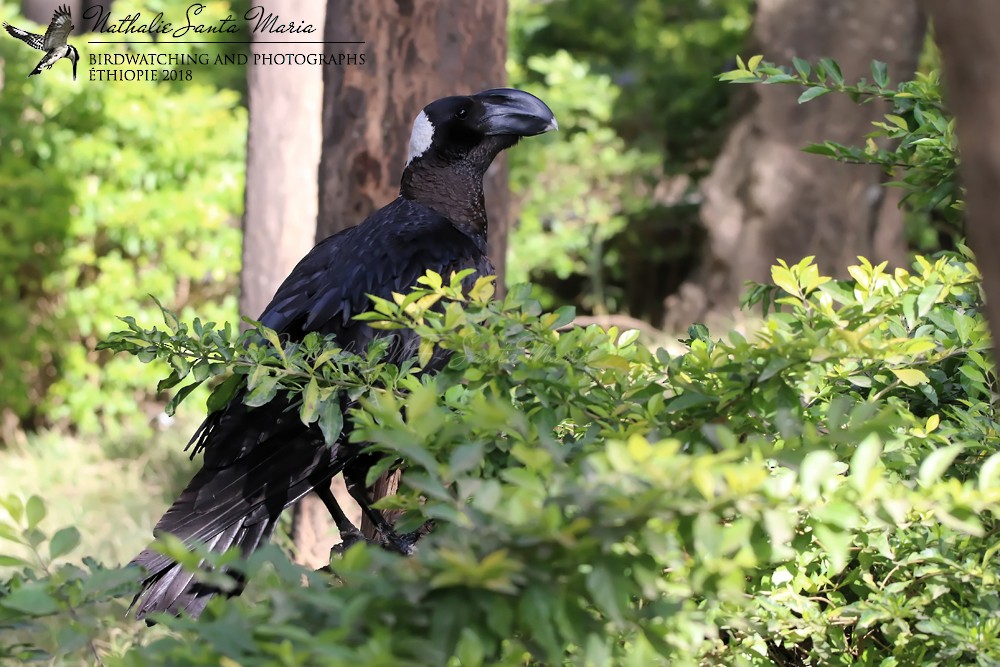 Thick-billed Raven - ML204929241