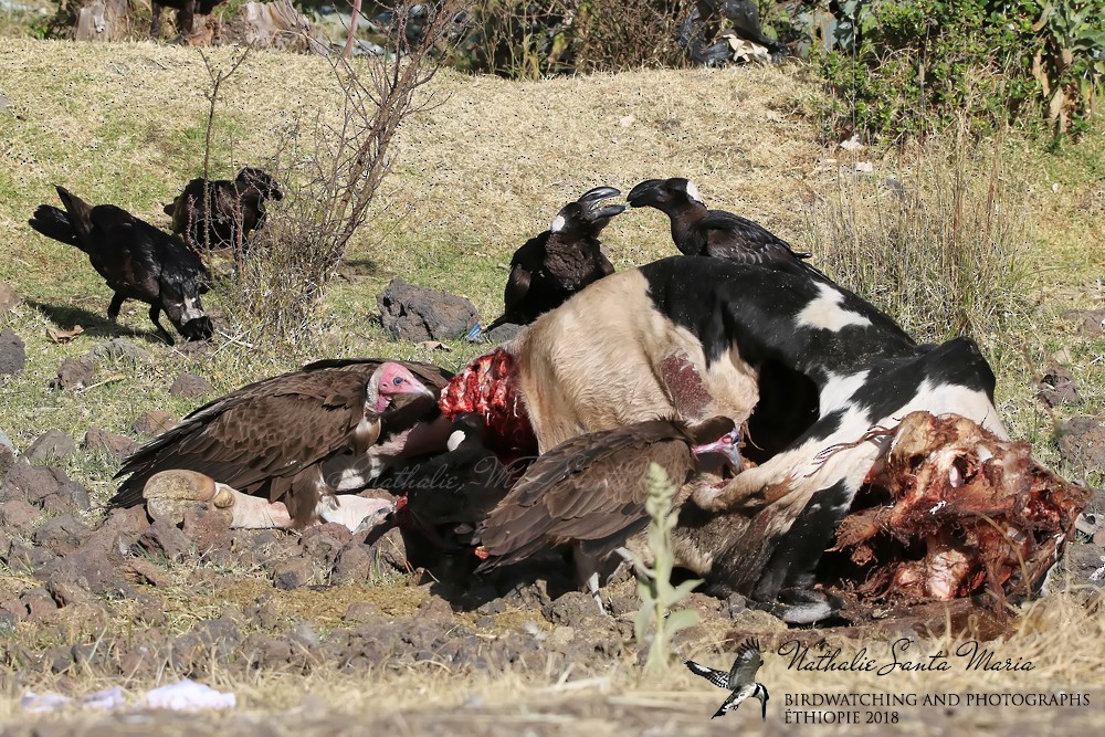 Thick-billed Raven - ML204929261