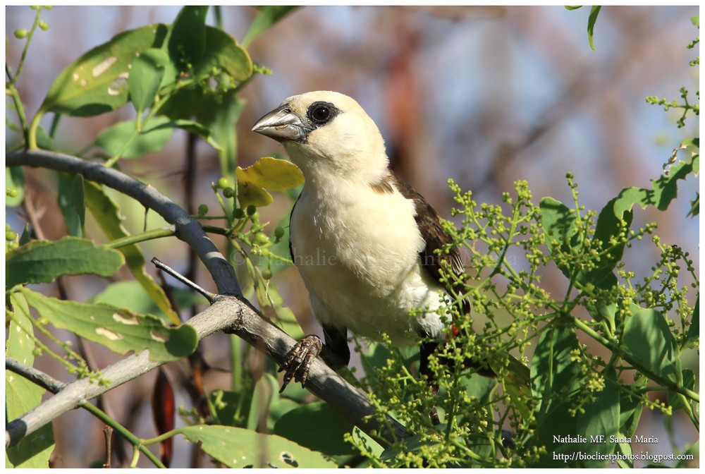 White-headed Buffalo-Weaver - ML204929301