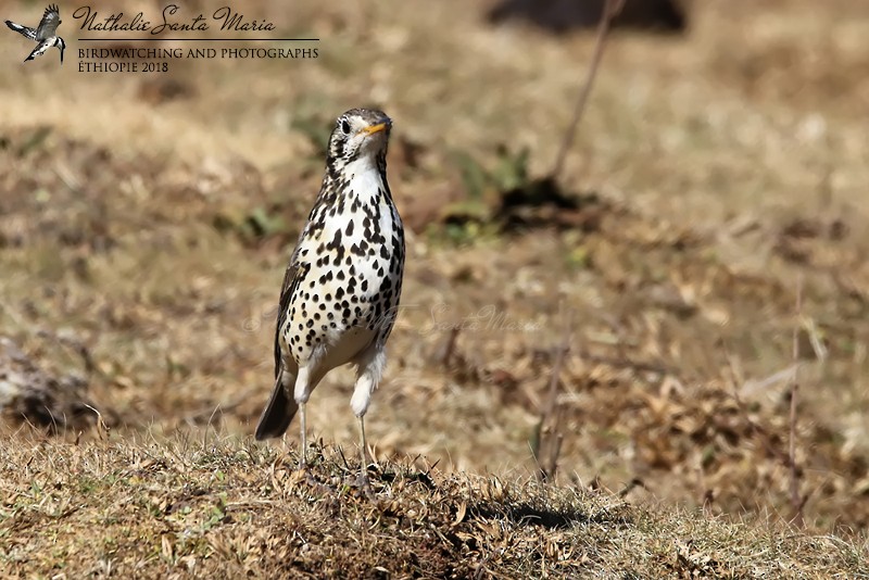 Ethiopian Thrush - Nathalie SANTA MARIA