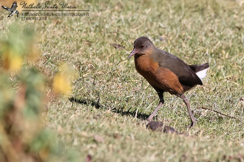 Rouget's Rail - Nathalie SANTA MARIA