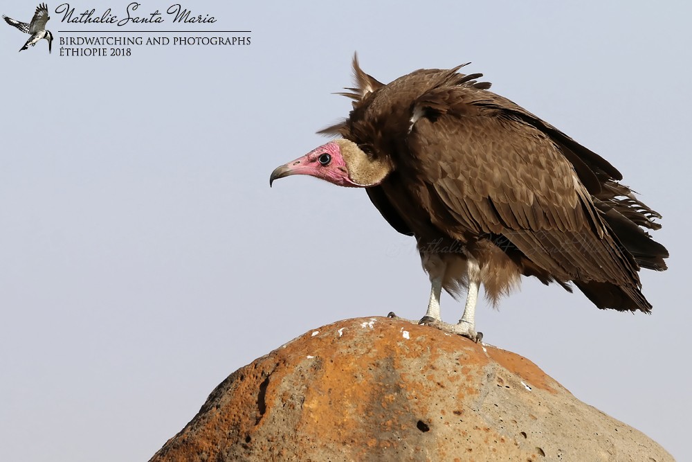 Hooded Vulture - Nathalie SANTA MARIA