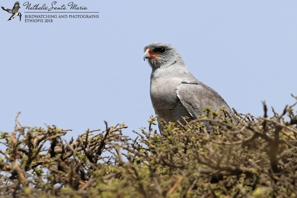 Dark Chanting-Goshawk - Nathalie SANTA MARIA