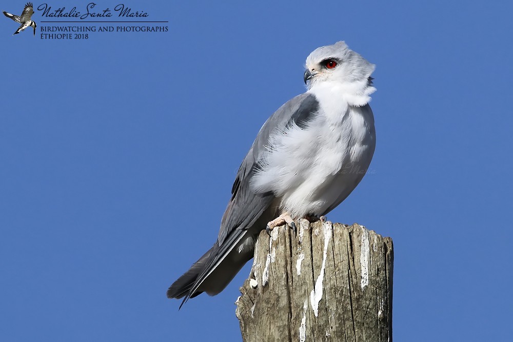 Black-winged Kite (African) - Nathalie SANTA MARIA