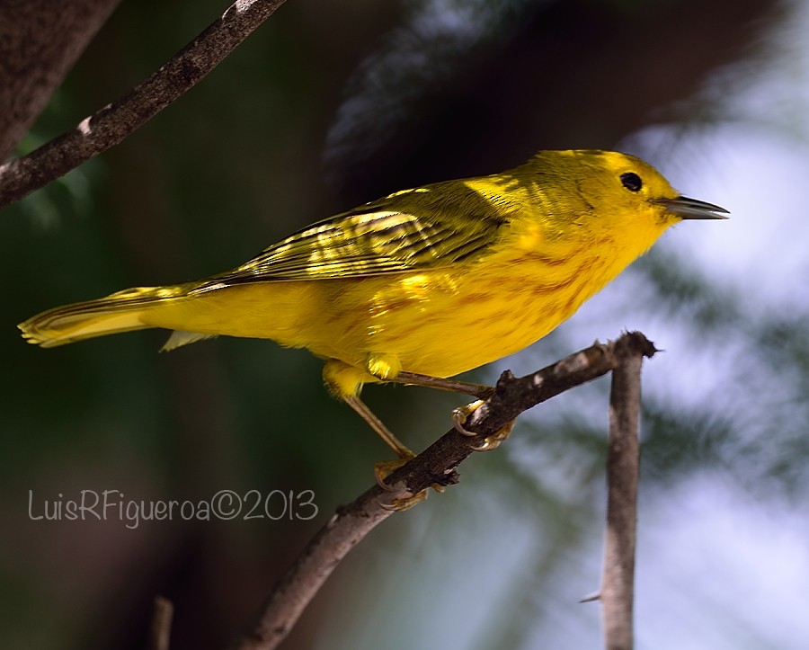 Northern/Mangrove Yellow Warbler - ML204929821