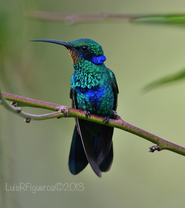 Colibrí Rutilante - ML204929871