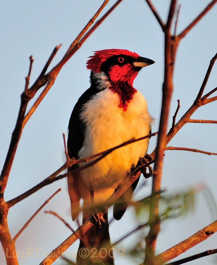 Masked Cardinal - Luis R Figueroa