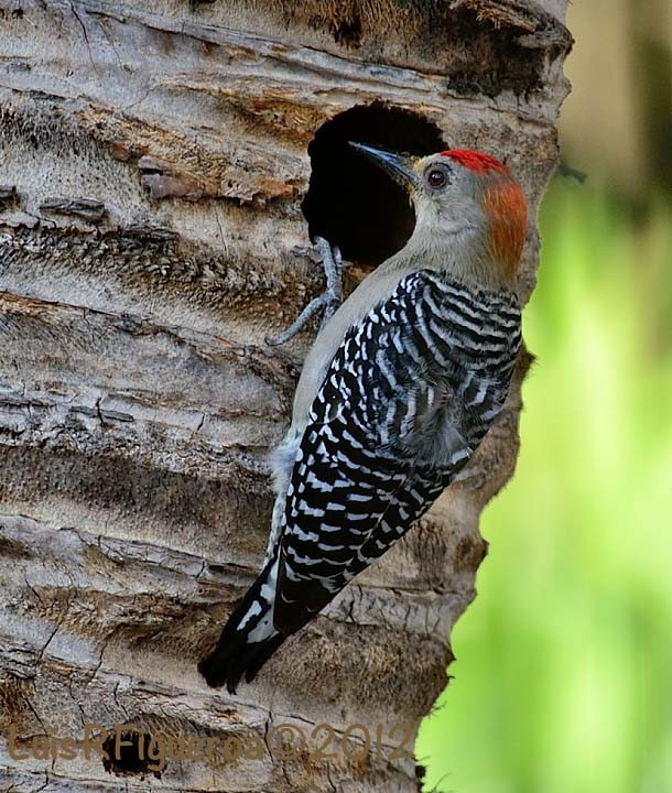 Red-crowned Woodpecker - ML204930261