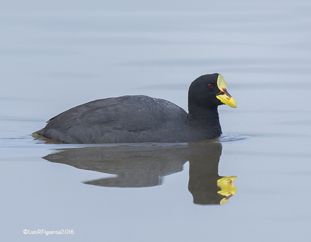 Red-gartered Coot - Luis R Figueroa