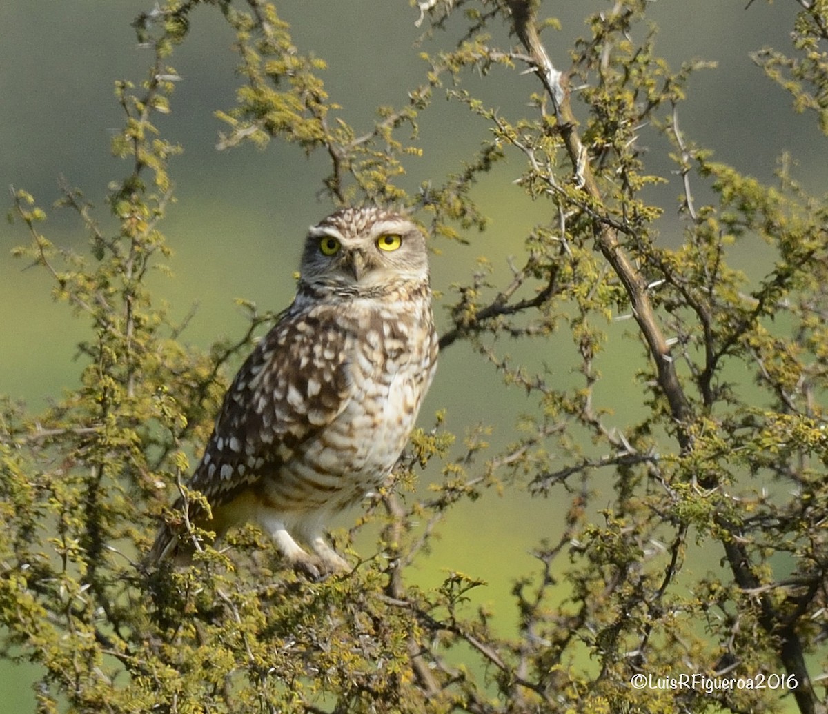 Burrowing Owl (Southern) - Luis R Figueroa
