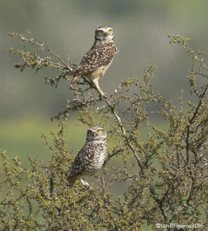 Burrowing Owl (Southern) - Luis R Figueroa