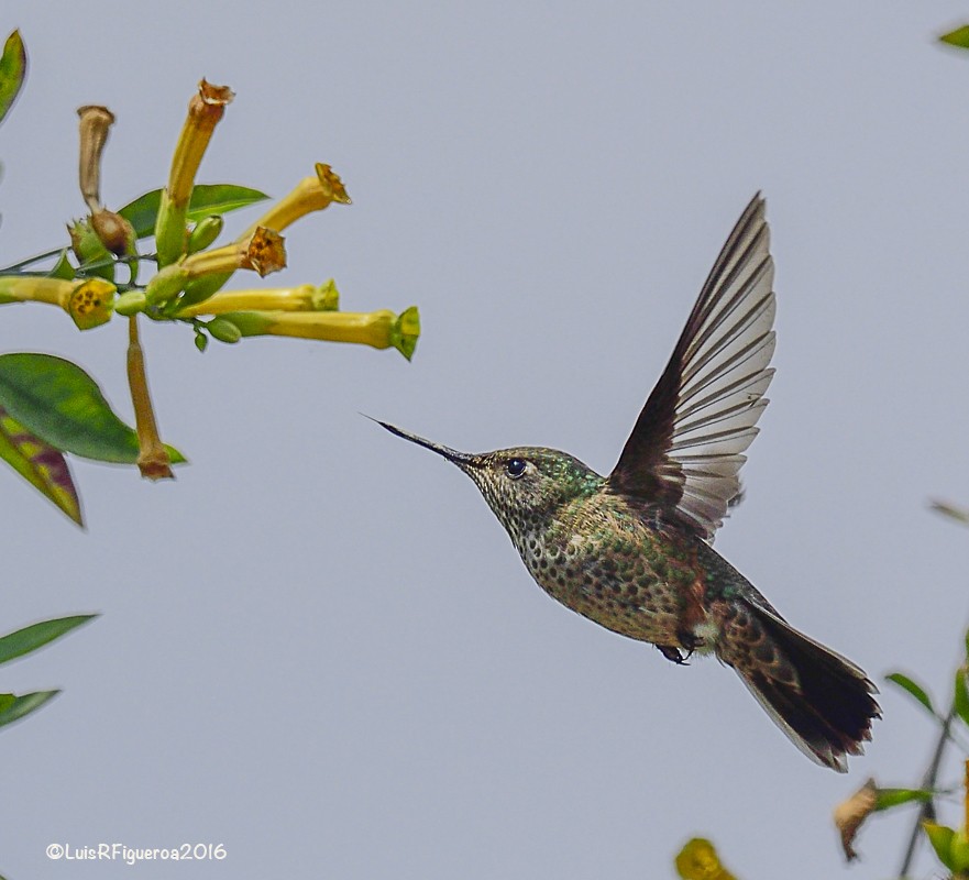 Green-backed Firecrown - ML204930731