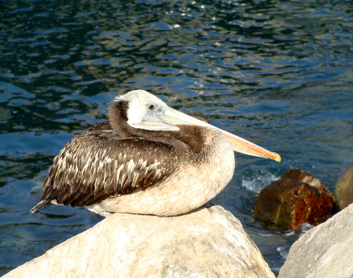 Peruvian Pelican - ML204931061