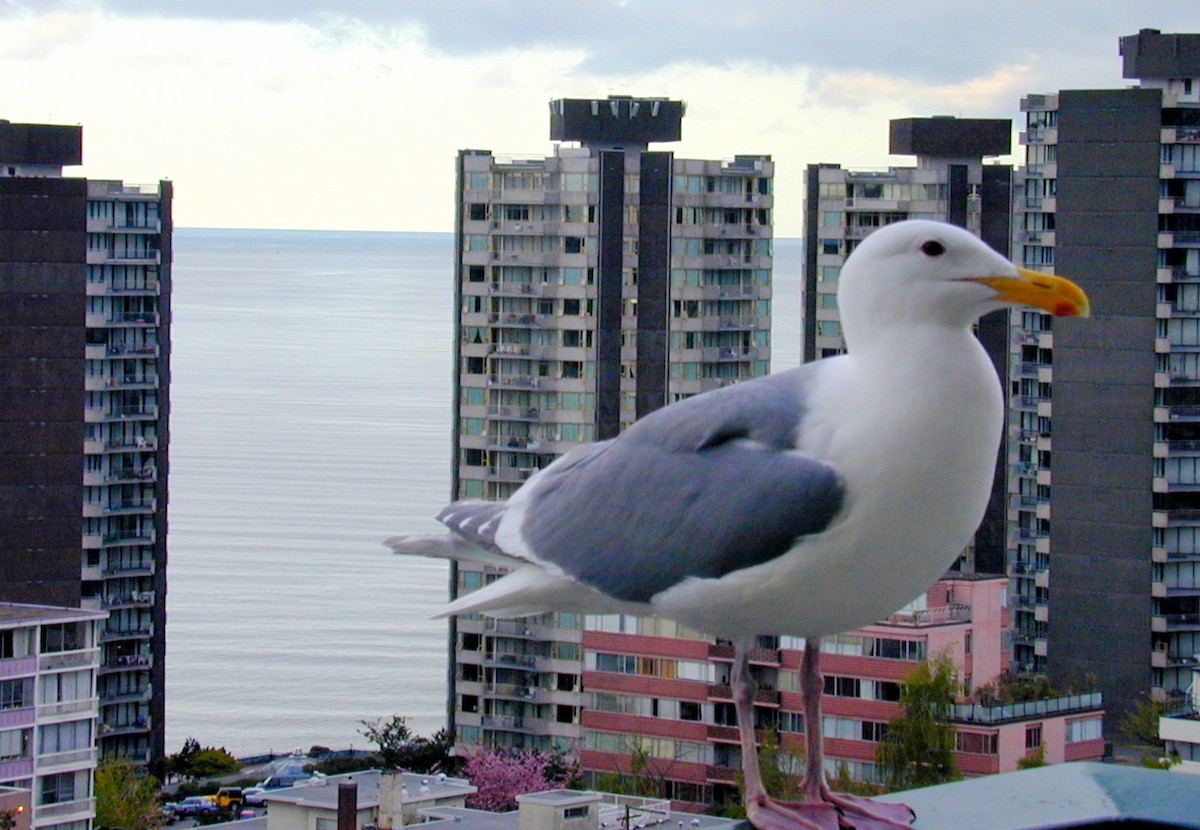 Glaucous-winged Gull - ML204931081