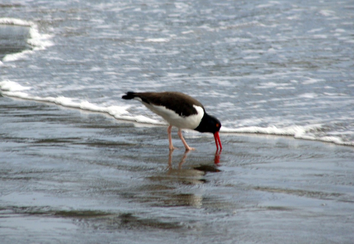 American Oystercatcher - ML204931091