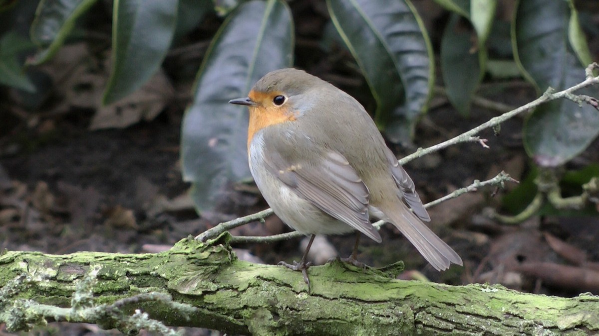 European Robin - Wout van den Brink