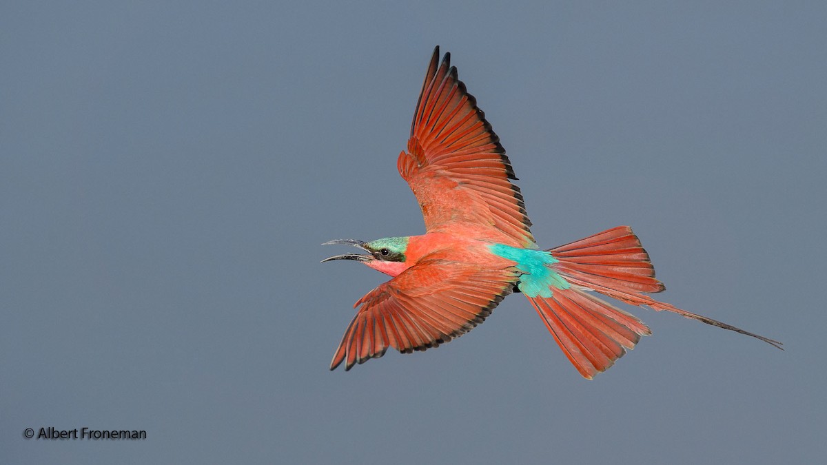 Southern Carmine Bee-eater - ML204931371