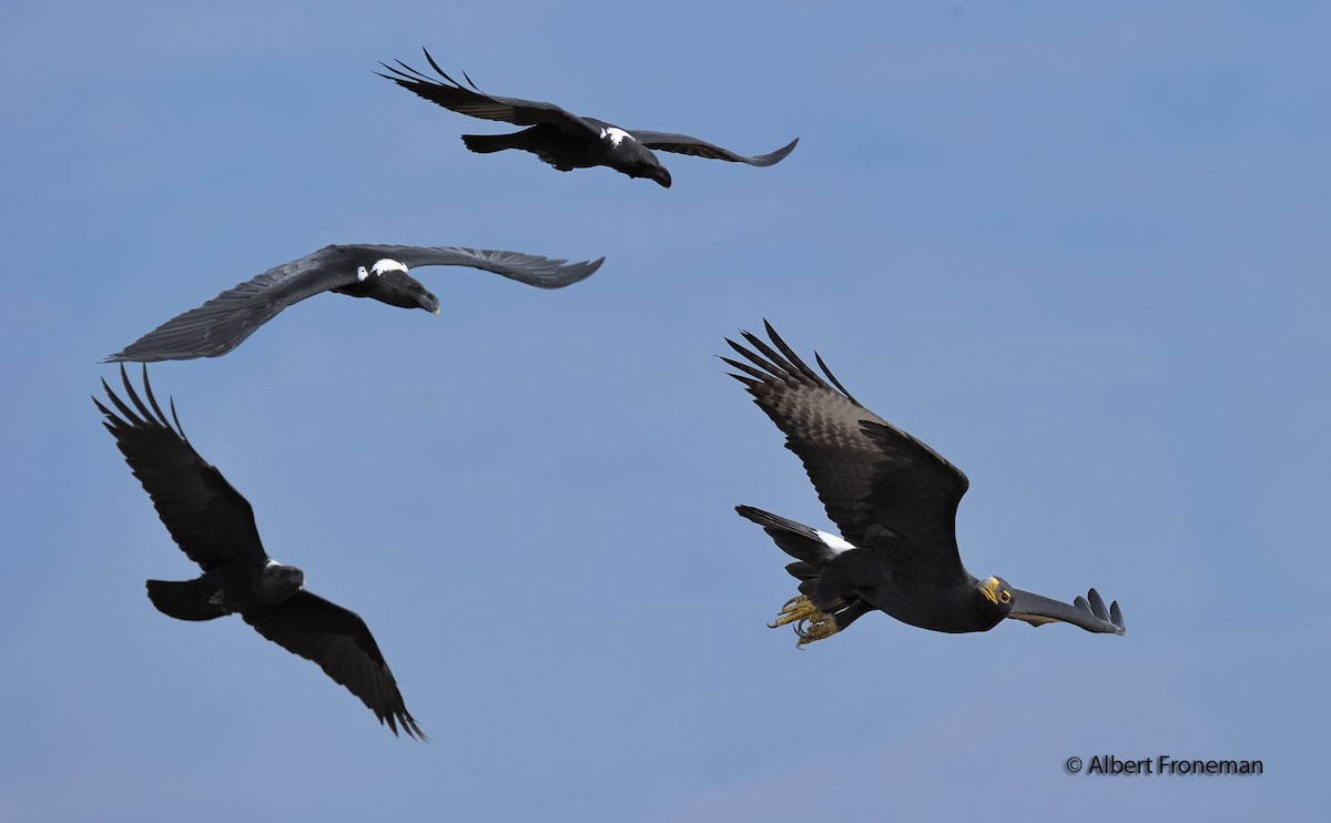 White-necked Raven - ML204931401