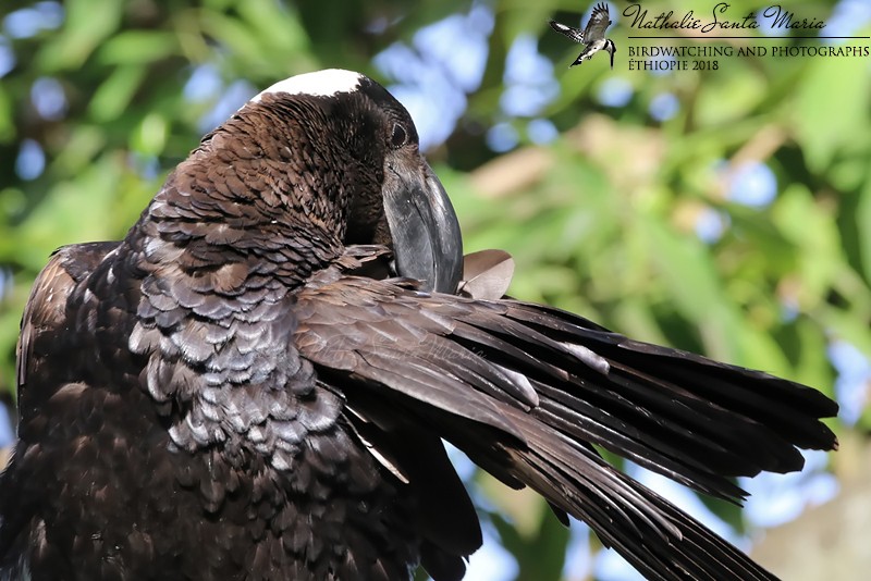 Thick-billed Raven - ML204931581