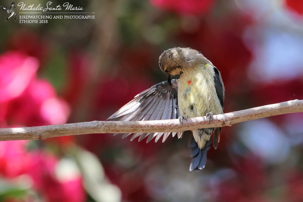 Beautiful Sunbird - ML204931631
