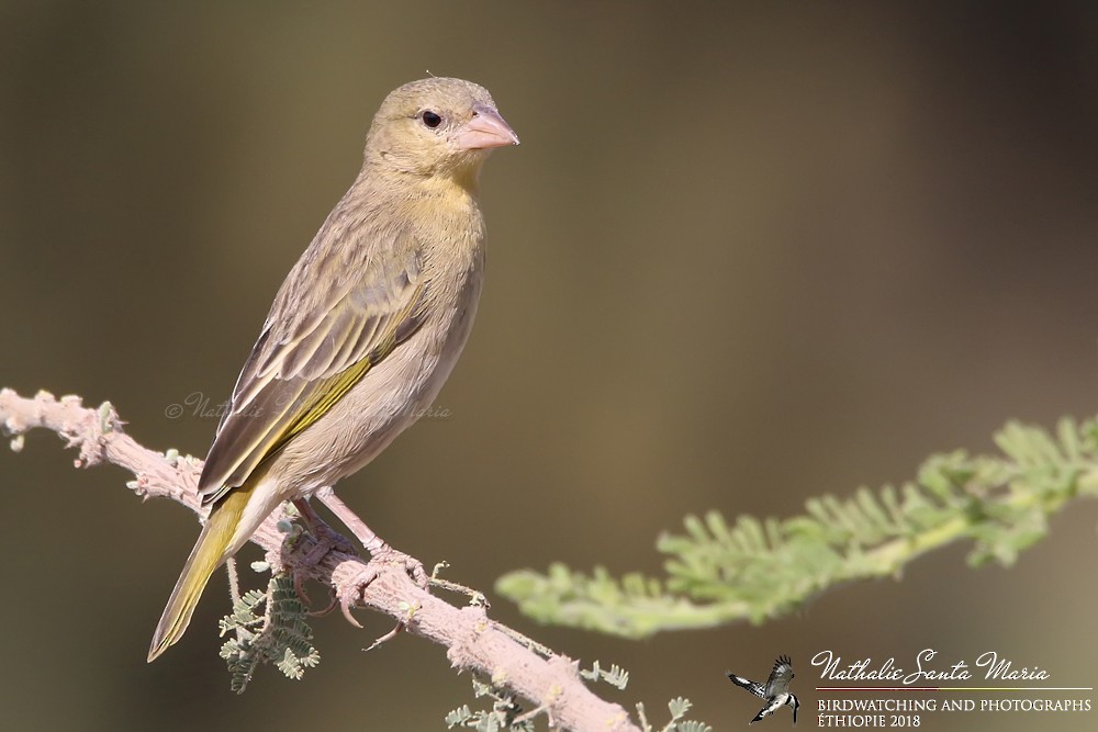 Rüppell's Weaver - Nathalie SANTA MARIA