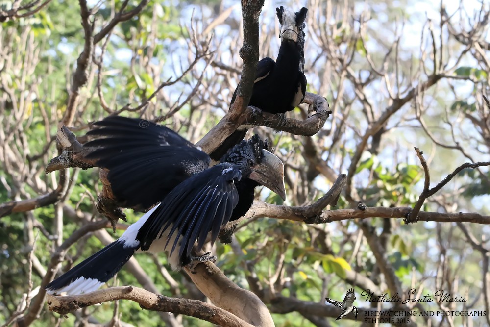 Silvery-cheeked Hornbill - ML204931761