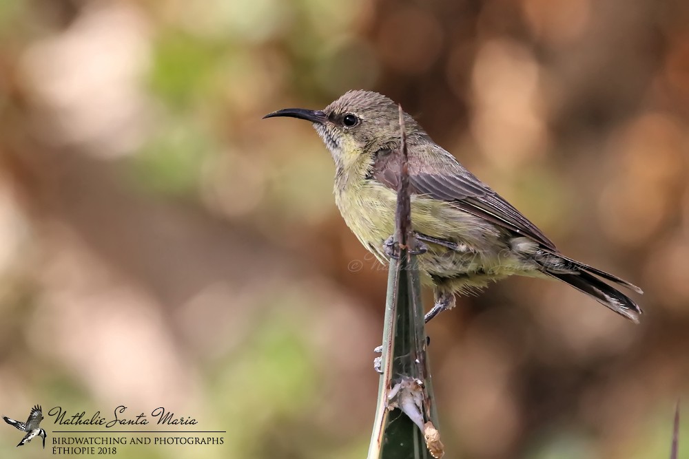 Beautiful Sunbird - ML204931821