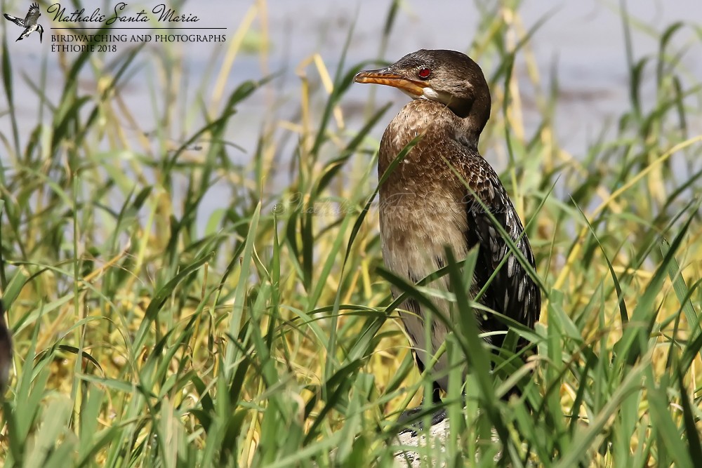 Long-tailed Cormorant - ML204931881