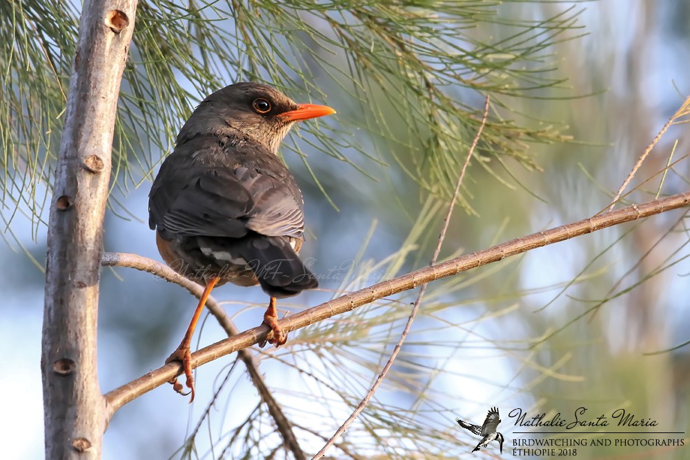 Abyssinian Thrush (Abyssinian) - ML204931921