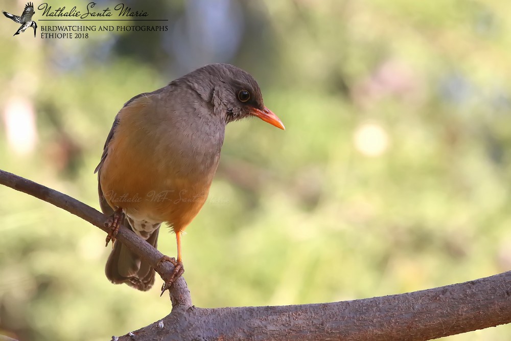 Abyssinian Thrush (Abyssinian) - ML204931931