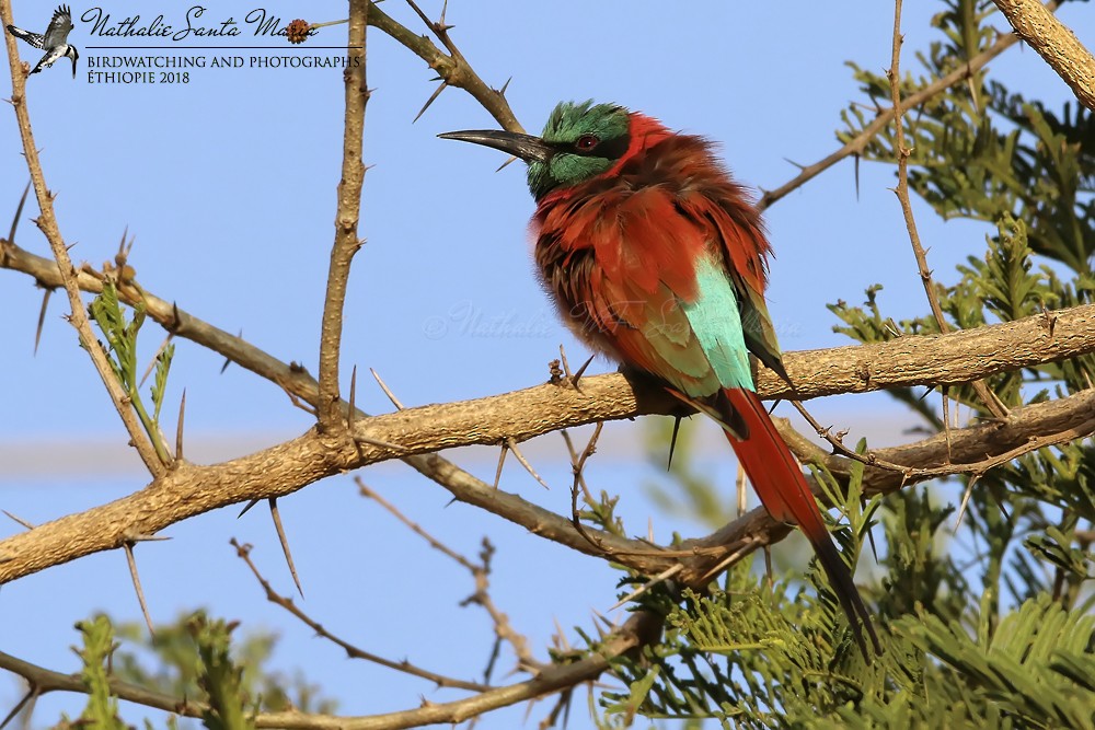 Northern Carmine Bee-eater - ML204931951