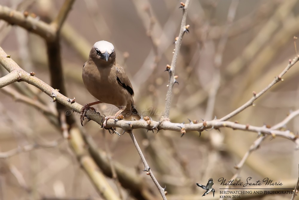 Gray-headed Social-Weaver - ML204932201