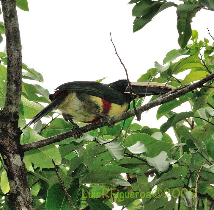 Black-necked Aracari - ML204932301