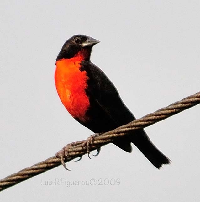 Red-breasted Meadowlark - ML204932591