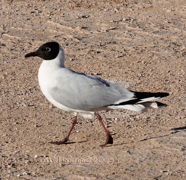 Andean Gull - ML204932621