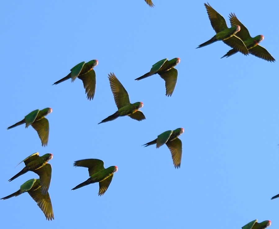 Scarlet-fronted Parakeet - ML204932751