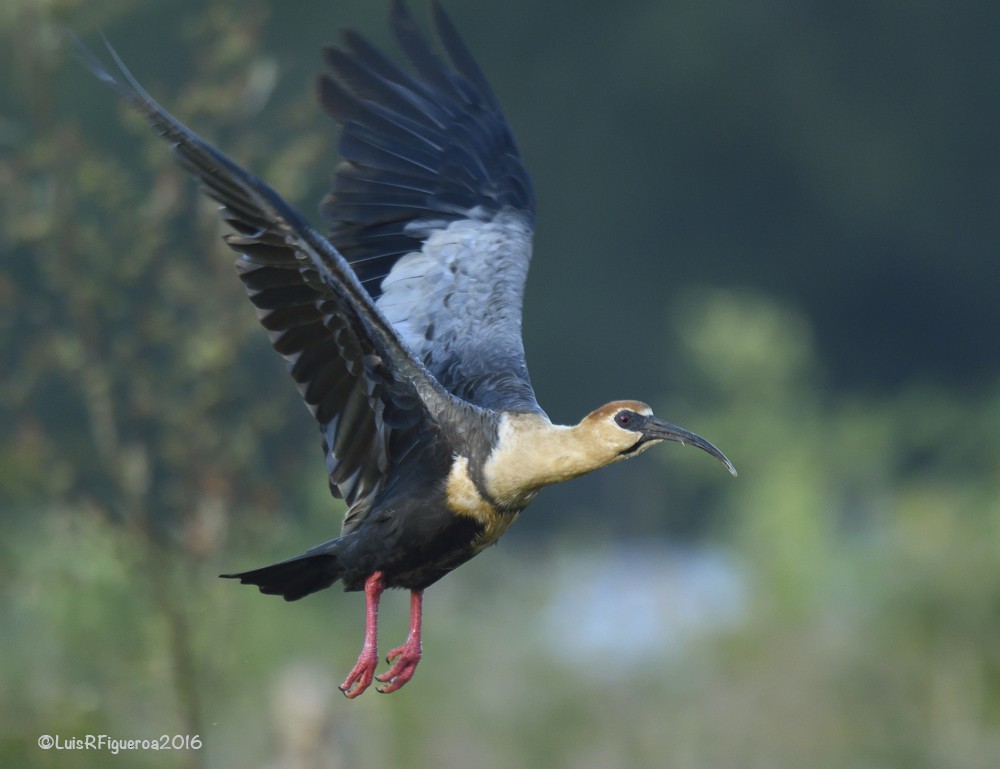 Ibis à face noire - ML204932891