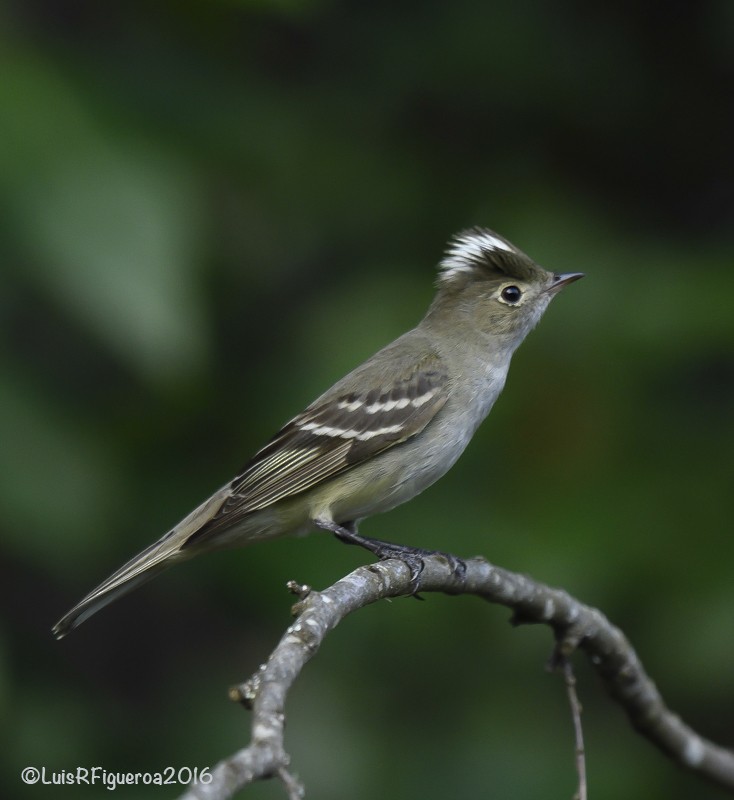 White-crested Elaenia (Chilean) - ML204932931