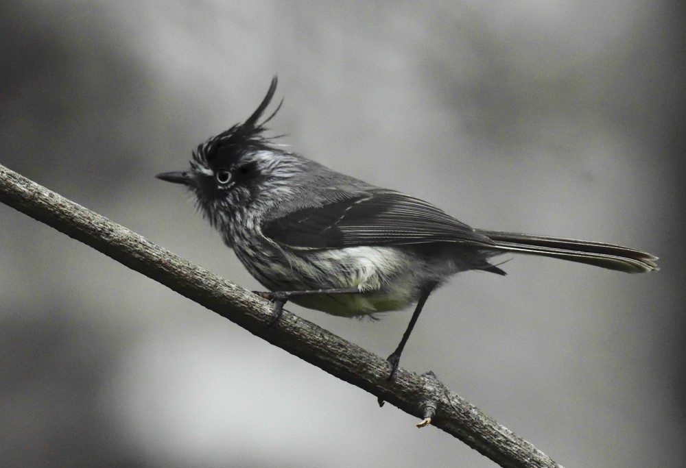 Tufted Tit-Tyrant - ML204932951