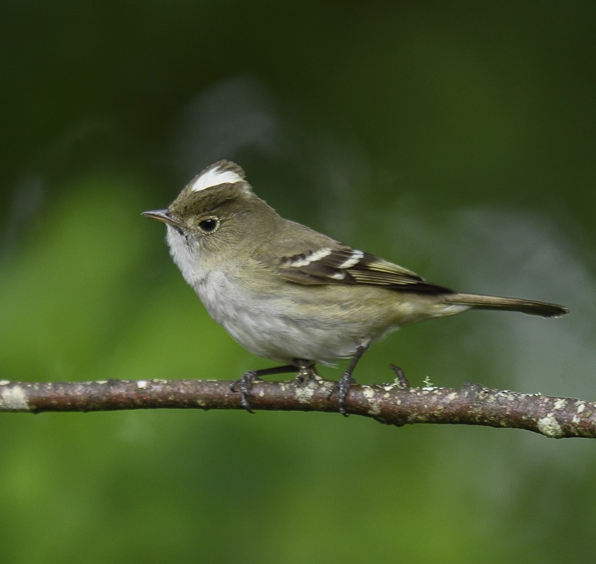 White-crested Elaenia (Chilean) - ML204932961