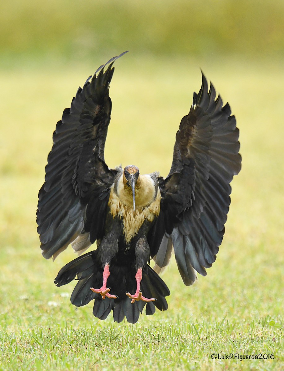 Black-faced Ibis - ML204932981