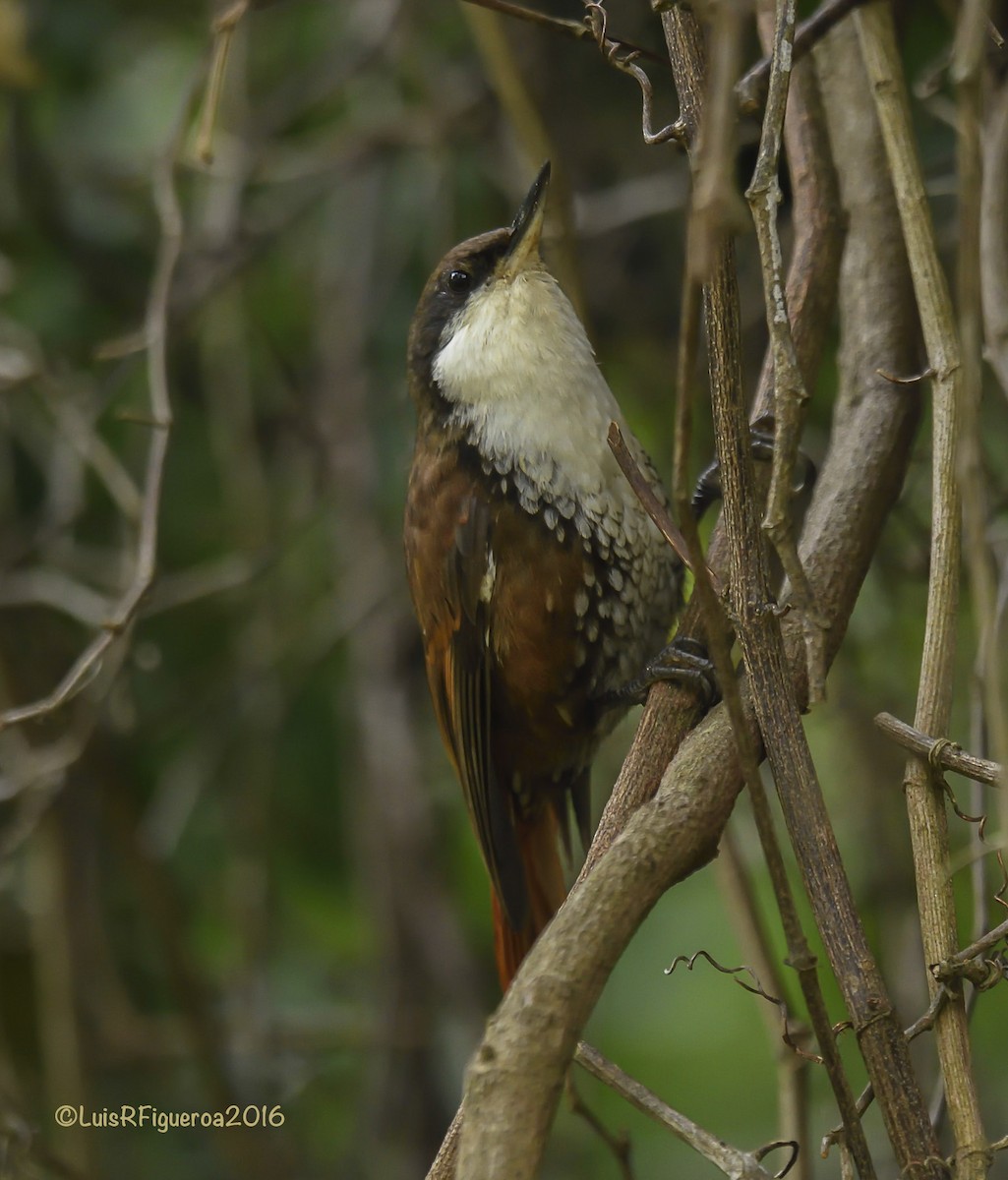 White-throated Treerunner - ML204933021