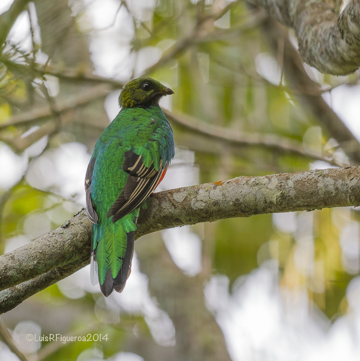 White-tipped Quetzal - ML204933261