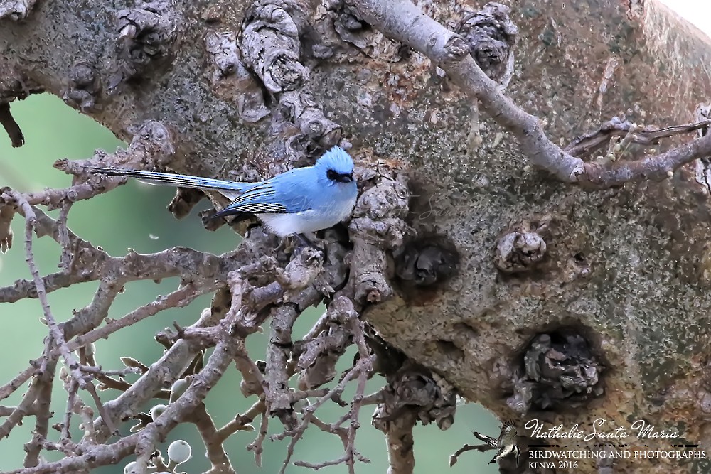 African Blue Flycatcher - ML204934101