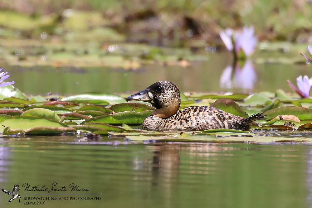 White-backed Duck - ML204934131