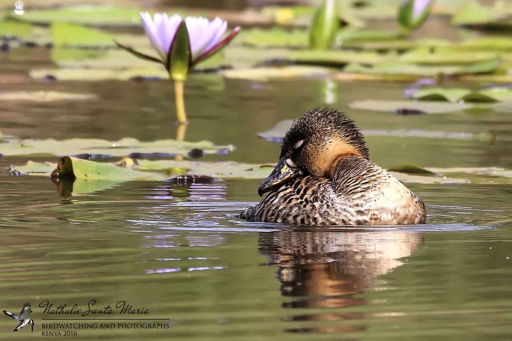 White-backed Duck - ML204934151