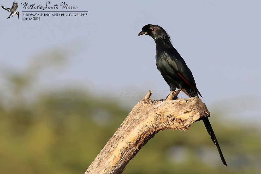 Bristle-crowned Starling - ML204934161