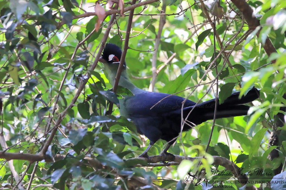 Turaco de Hartlaub - ML204934171