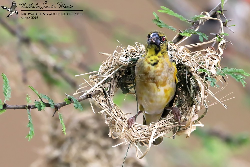 Village Weaver (Black-headed) - ML204934271